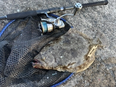 ヒラメの釣果
