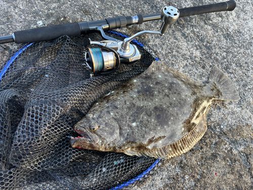 ヒラメの釣果