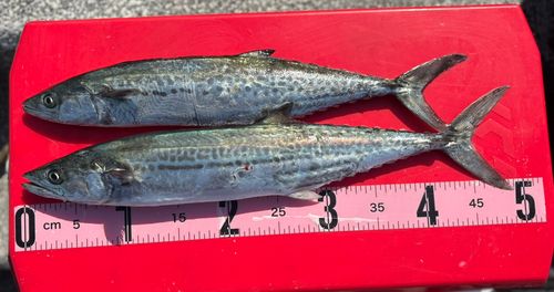 サゴシの釣果
