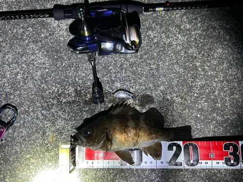メバルの釣果