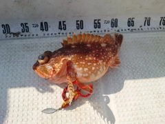 ウッカリカサゴの釣果
