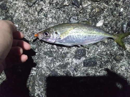 マアジの釣果