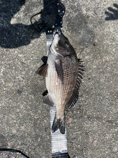 チヌの釣果
