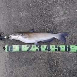 アメリカナマズ