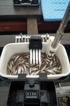 ワカサギの釣果