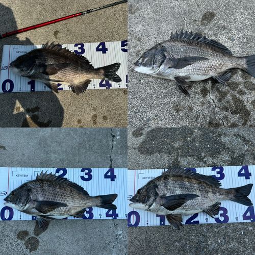 クロダイの釣果