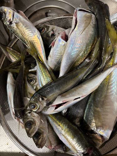 アジの釣果