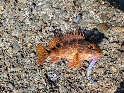ヌマチチブの釣果