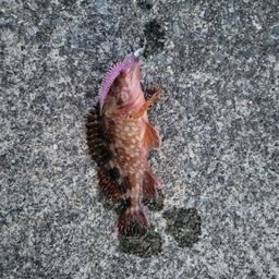 カサゴ