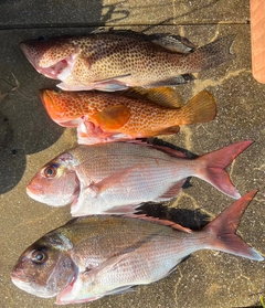 タイの釣果