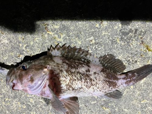 キツネメバルの釣果