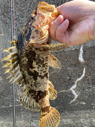 タケノコメバル