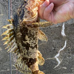 タケノコメバル
