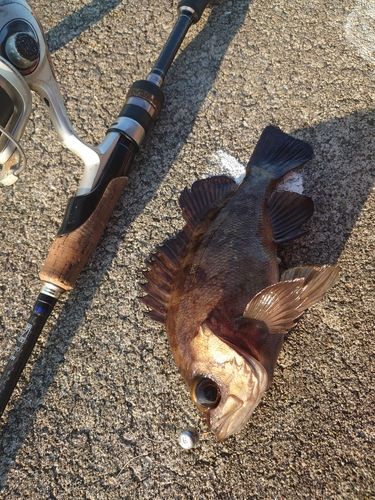 メバルの釣果
