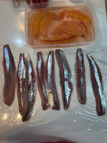 ニシンの釣果