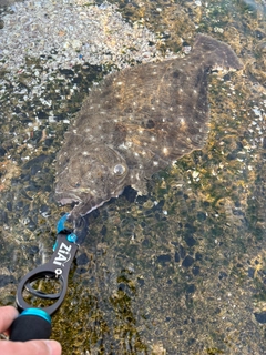 ヒラメの釣果