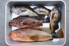 キジハタの釣果
