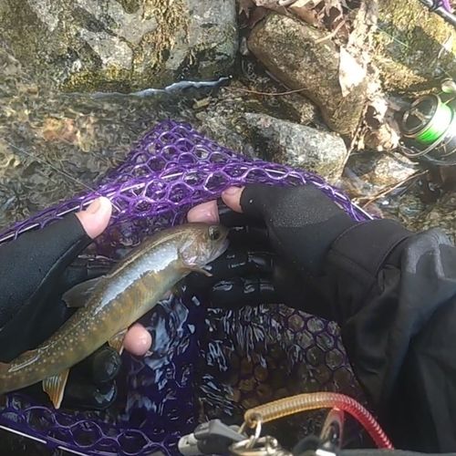 イワナの釣果