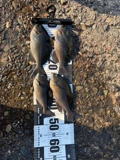 メジナの釣果