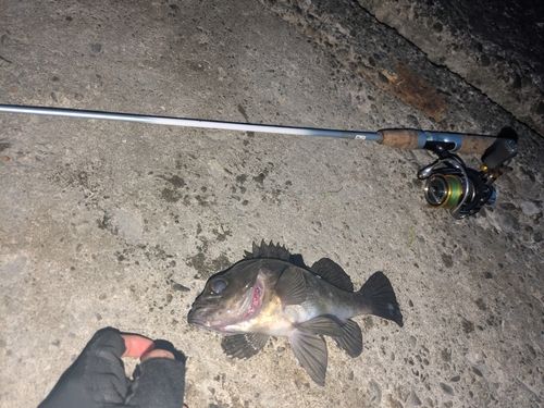 クロメバルの釣果