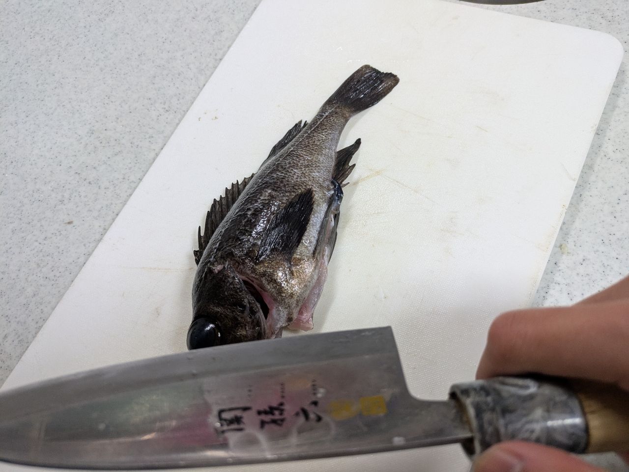クロメバル