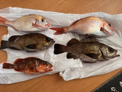 マダイの釣果