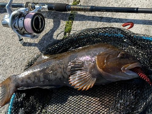 アイナメの釣果
