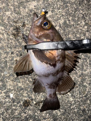 メバルの釣果
