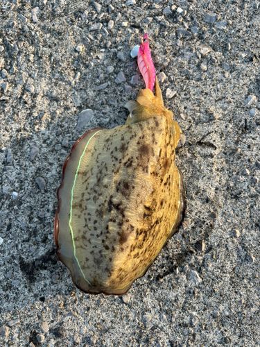 コウイカの釣果