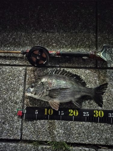 クロダイの釣果