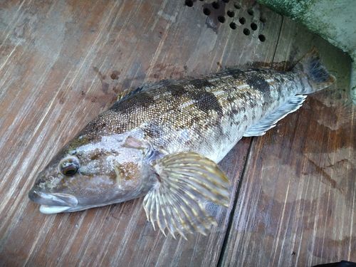 アイナメの釣果