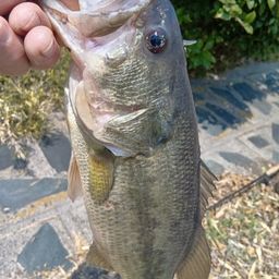 ラージマウスバス