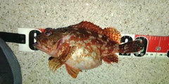 カサゴの釣果