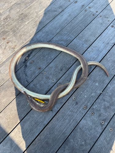 ダイナンウミヘビの釣果