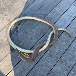 ダイナンウミヘビ