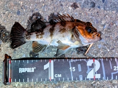 メバルの釣果