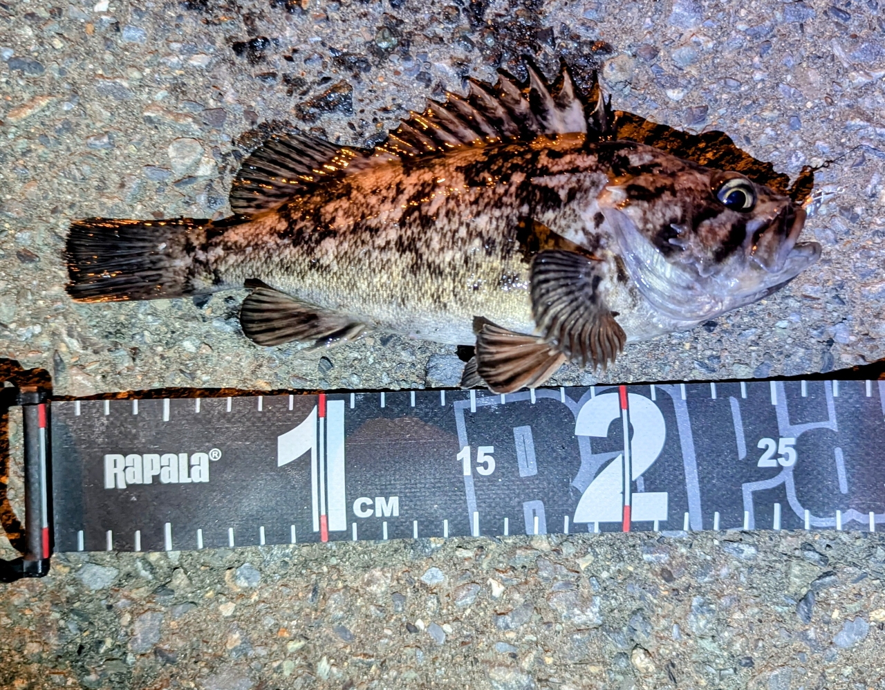 AbuGarcia ソルティースタイルメバル STMS-762ULT-KRの最安値