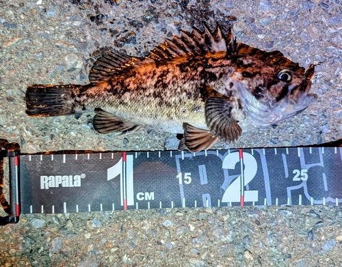 クロソイの釣果