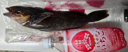 アイナメの釣果