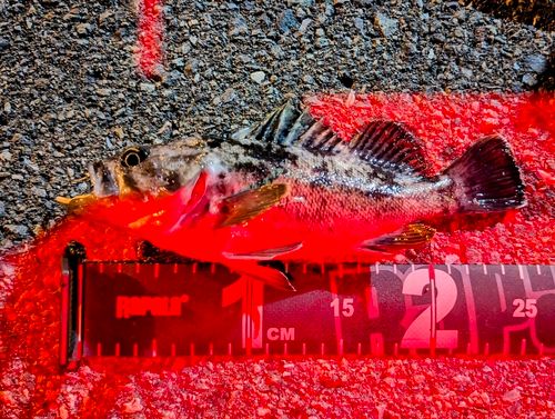 クロソイの釣果