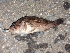 ソイの釣果