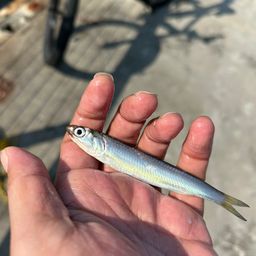 カタクチイワシ