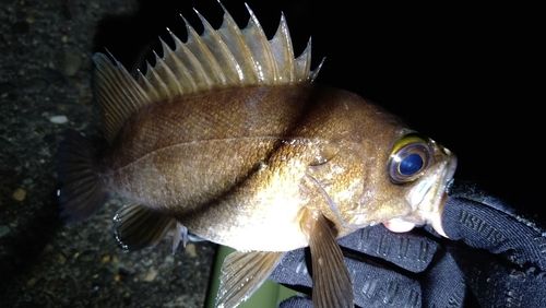 シロメバルの釣果