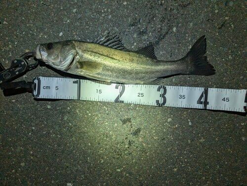 セイゴ（マルスズキ）の釣果