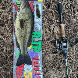 ラージマウスバス