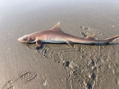 シロザメの釣果