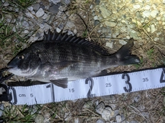 クロダイの釣果
