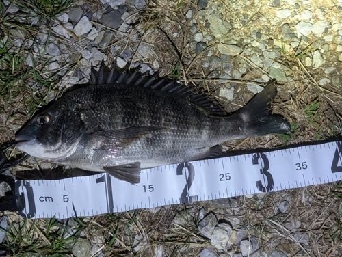 クロダイの釣果