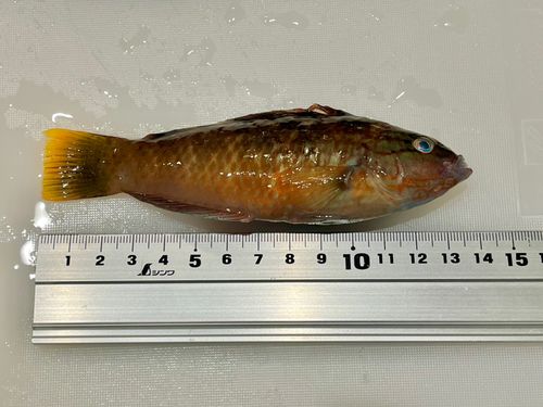 イソベラの釣果