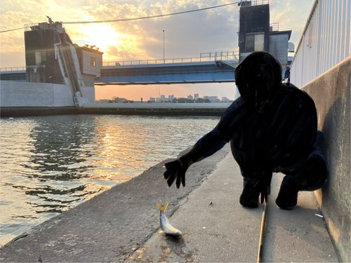 コノシロの釣果